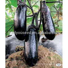 E06 Heiguan early maturity black short eggplant seeds for sales